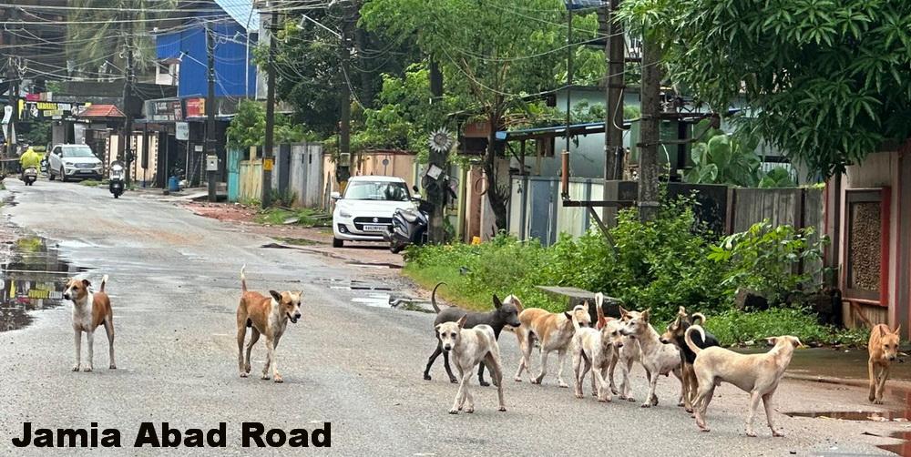 dogs-bhatkal-jamia-abad-road-1