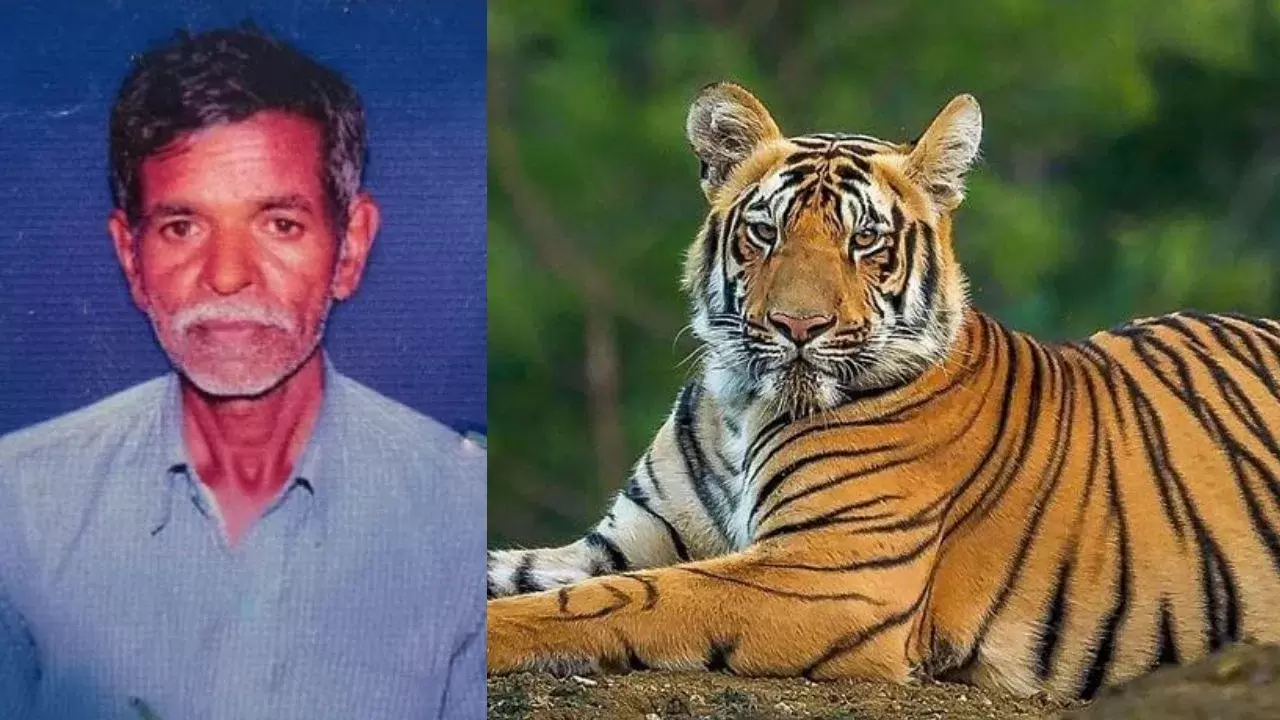 میسورو : شیر کے حملے میں چرواہا ہلاک - پانچ دن کے اندر شیر کے حملے میں گئی دو افراد کی جان