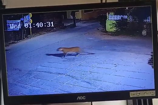 منگلورو: شہر میں دیکھا گیا چیتا ۔ سی سی ٹی وی فوٹیج سے عوام میں تشویش