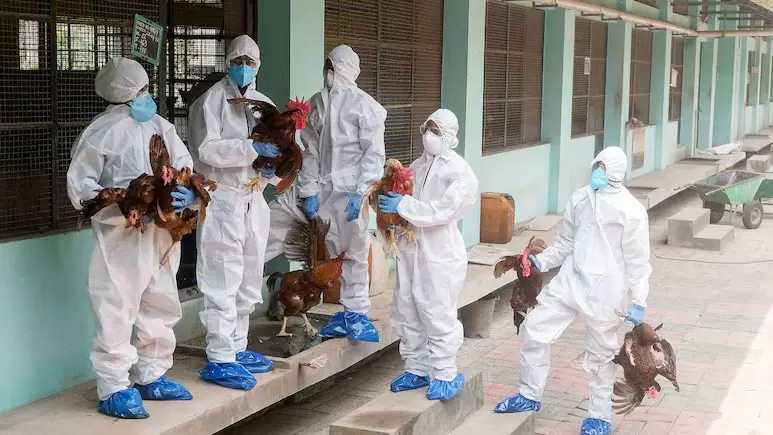 تمل ناڈو میں برڈ فلو کا خطرہ، نمکّل پولٹری فارم میں ہائی الرٹ