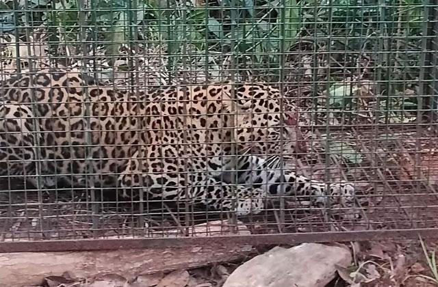 اڈپی : محکمہ جنگلات کے افسران نے مادہ چیتا پکڑ لیا