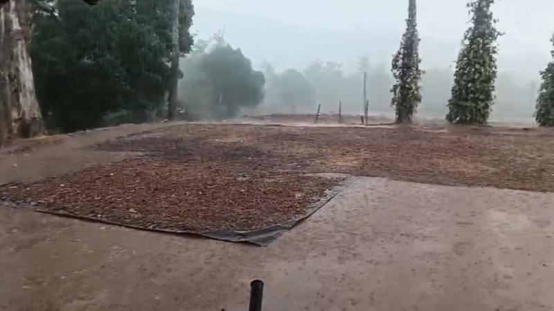 بھٹکل: کرناٹک کے مختلف اضلاع میں بے موسم بارش سے کسانوں کو شدید مشکلات، کافی، دھان، سپاری اور کالی مرچ کی فصلیں متاثر