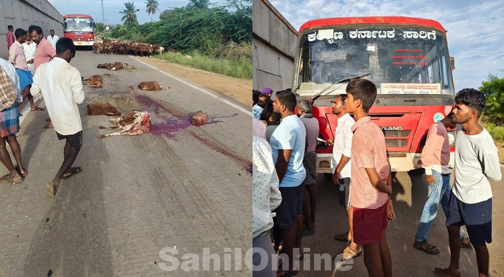 Eight sheep killed after being hit by bus in Vijayanagara