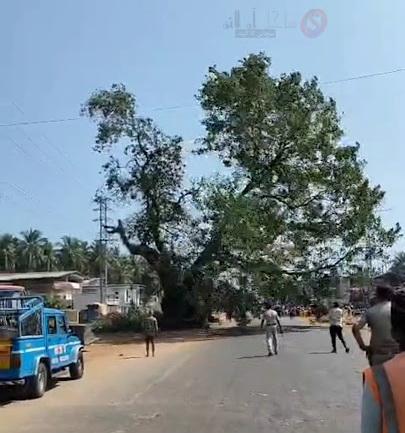 bhatkal-ranginkatta-tree-removed