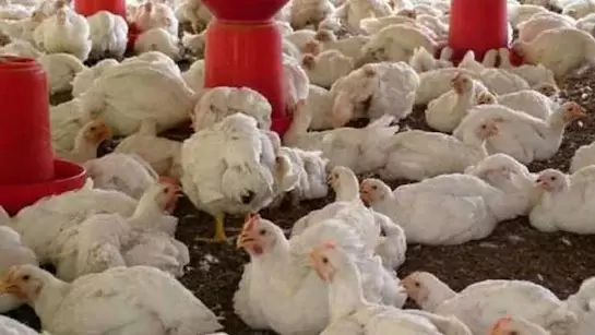 کرناٹک میں برڈ فلو پھیلاؤ کا خدشہ، فارمز میں مرغیوں کے خاتمے کا حکم