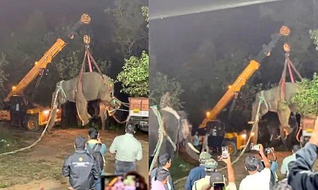 کارکلا : دو افراد کی جان لینے والا جنگلی ہاتھی پکڑ لیا گیا