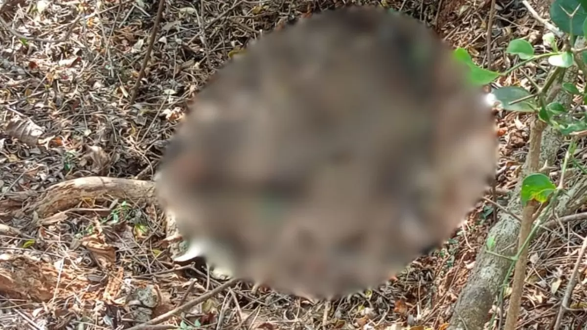 ہوناور : حاملہ گائے  ذبح کرنے کا معاملہ - اعلیٰ افسران کی قیادت میں پولیس کی خفیہ کارروائی