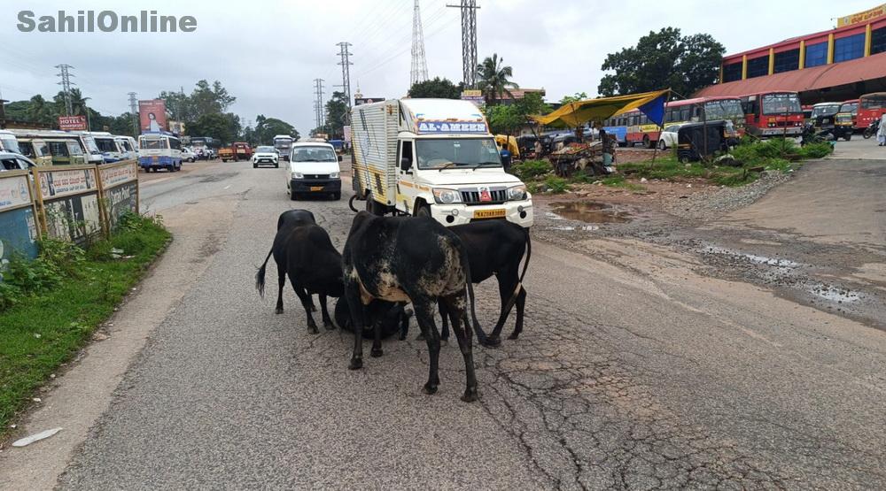 بھٹکل میں نیشنل ہائی وے پر آوارہ گائیں اور کتے نبھا رہے ہیں اسپیڈ بریکرس کی ذمہ داری !