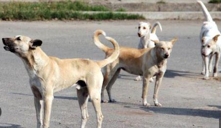 بینگلور : آوارہ کتوں کے حملے میں ایک شخص کی موت
