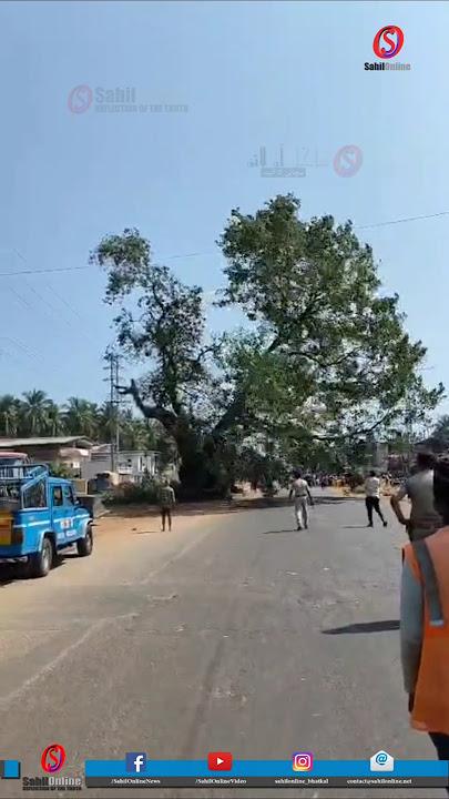 بھٹکل نیشنل ہائی وے توسیعی منصوبے کے لئے رنگین کٹے کے پاس گرایا گیا برگد کا قدیم درخت