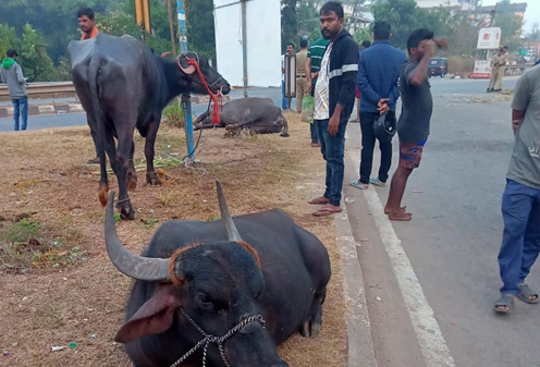 اڈپی : مویشی لے جانے والا ٹیمپو الٹ گیا - دو افراد زخمی