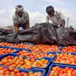 ایک کوئنٹل ٹماٹر کے عوض کسان کو صرف 20 روپے، کانگریس کا مودی حکومت پر سخت وار